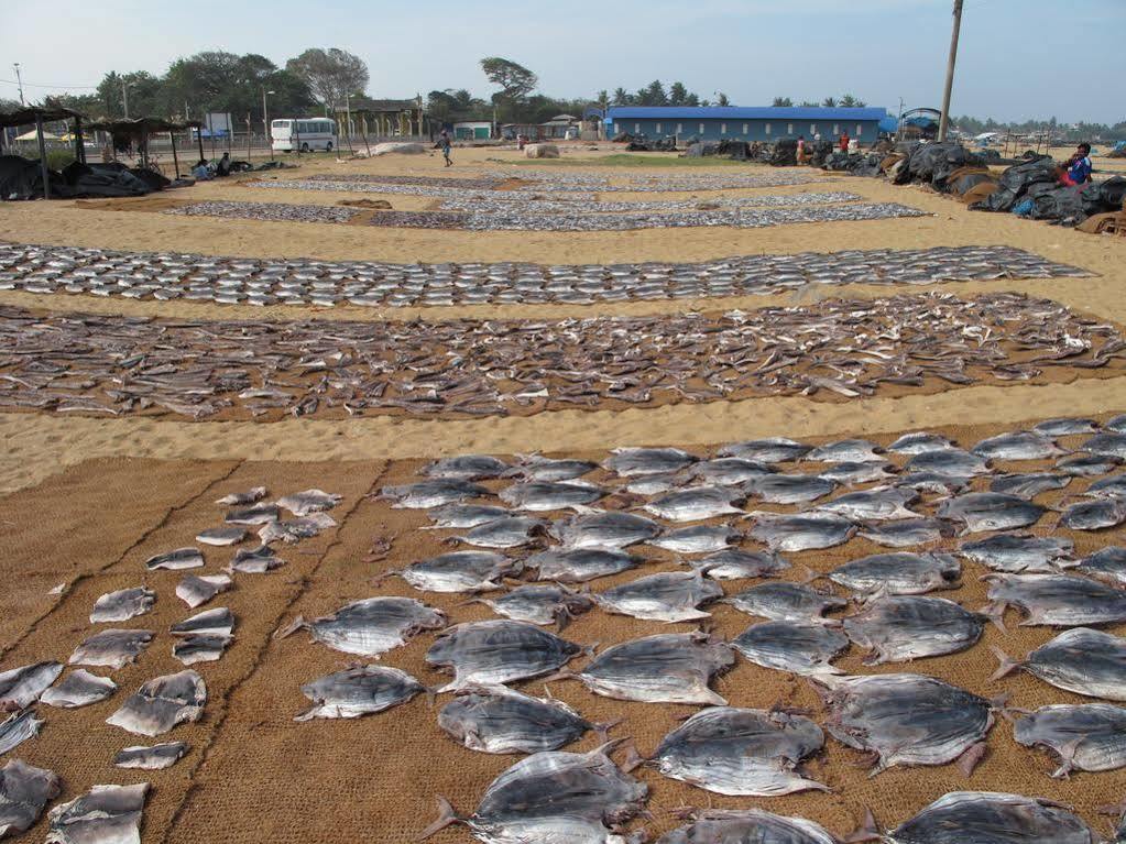 Zand Negombo Ettukala Exteriér fotografie